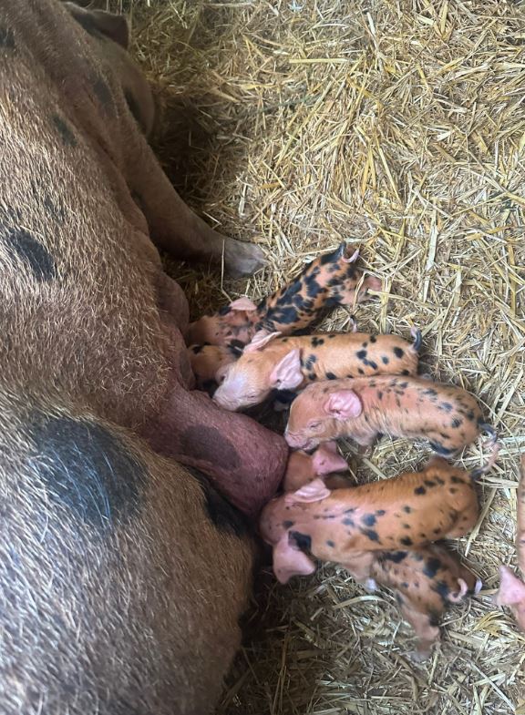 The piglets.
