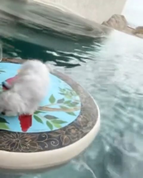 Britney Spears pup in pool
