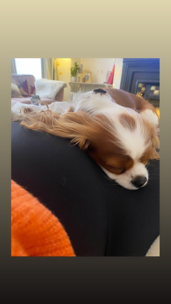 Emily Atack's dog resting on her baby bump